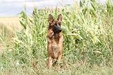 BERGER ALLEMAND 233